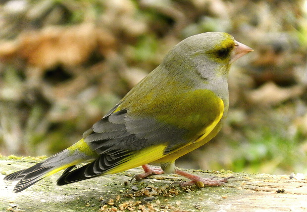 stehlík zelený Carduelis chloris