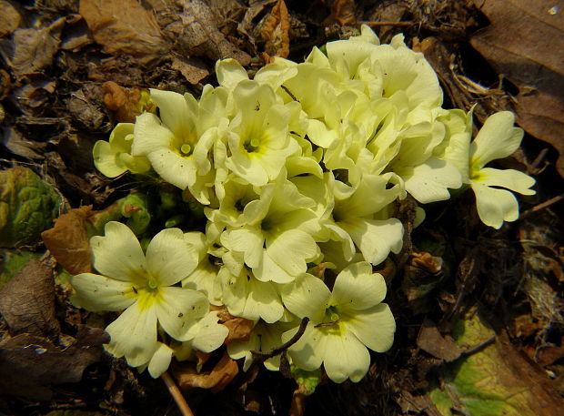 prvosienka bezbylova Primula acaulis (L.) L.