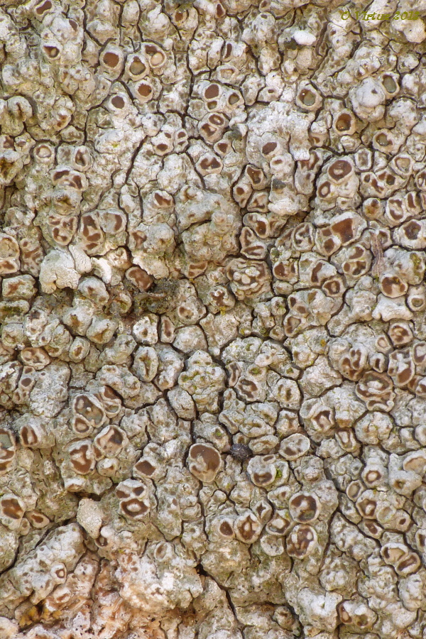 manovník Lobothallia alphoplaca