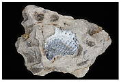 skamenelina -schránka mäkkýša v hornine