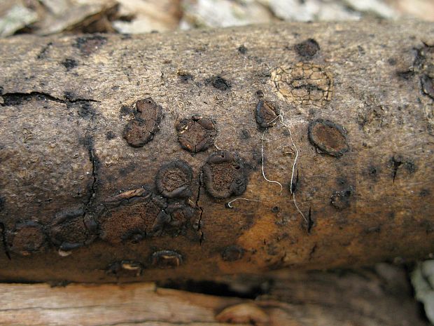 drevovček moravský  Hypoxylon cercidicola (Berk. & M.A. Curtis ex Peck) Y.M. Ju & J.D. Rogers