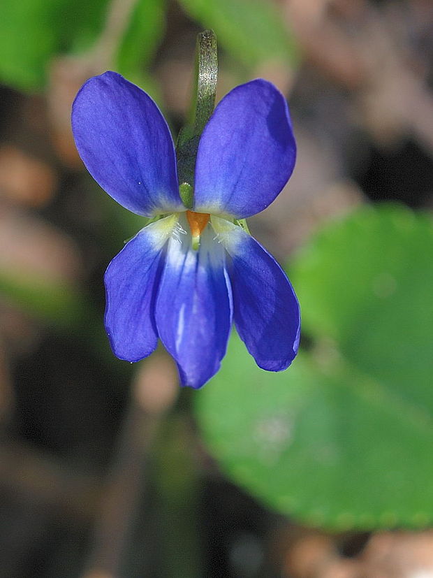 fialka voňavá   Viola odorata L.