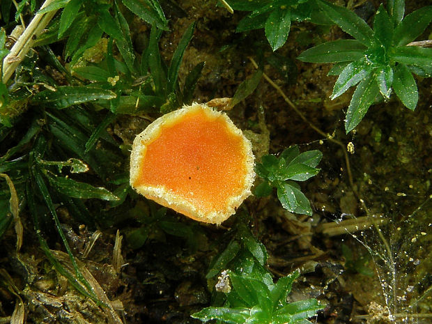 neotielka Neottiella albocincta (Berk. et M. A. Curtis) Sacc.