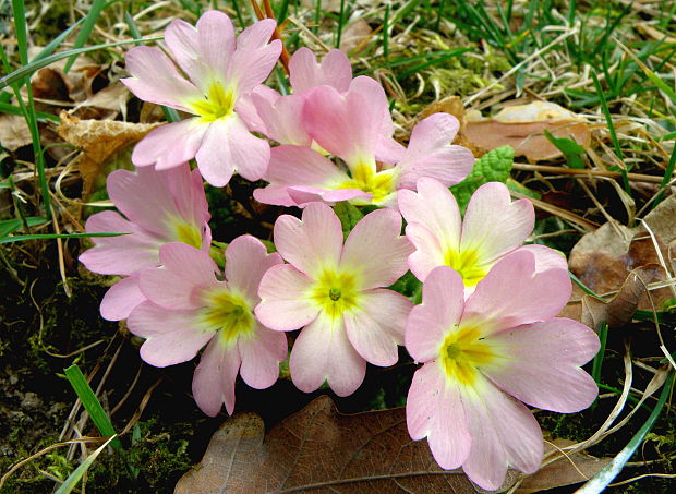 prvosienka  Primula sp. (L.) L.