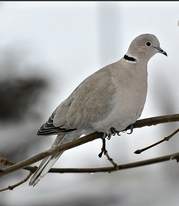 hrdlička záhradná Eurasian Collared-Dove