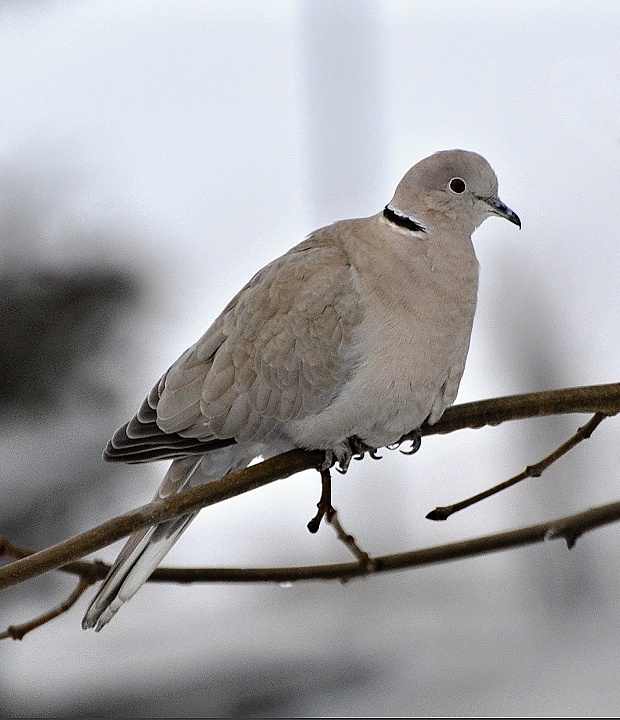 hrdlička záhradná Eurasian Collared-Dove
