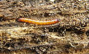 larva,drátovec