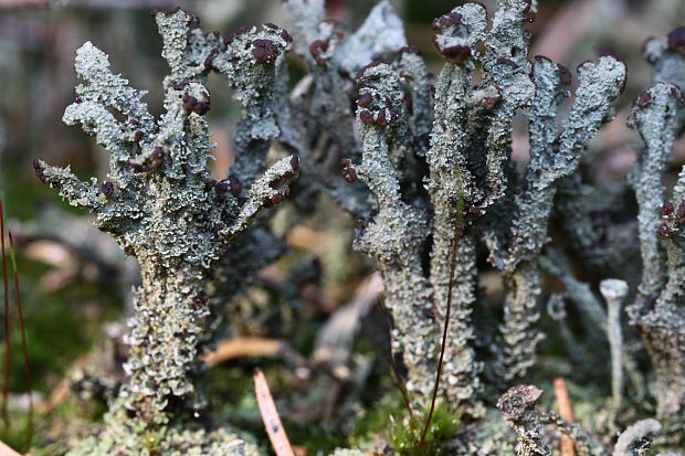 dutohlávka šupinkatá Cladonia squamosa var. squamosa (Scop.) Hoffm.