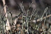 dutohlávka parohovitá 