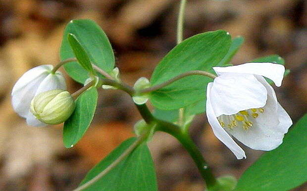 veterník žltuškovitý Isopyrum thalictroides L.