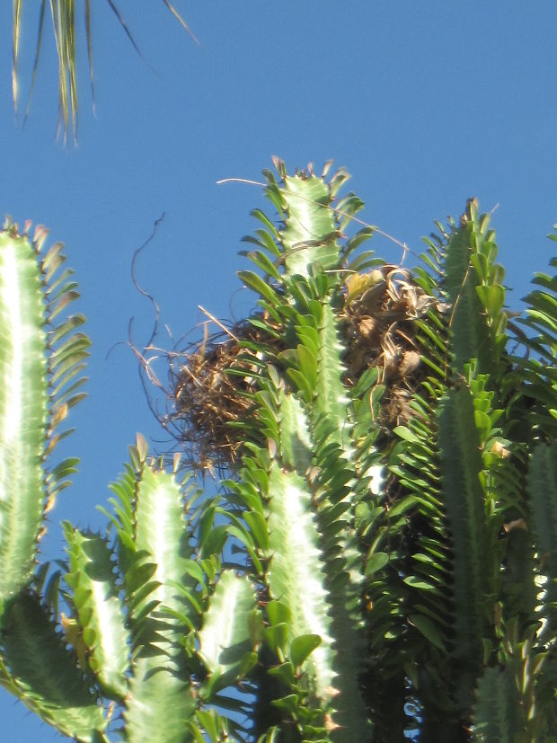Hniezdo na kaktuse