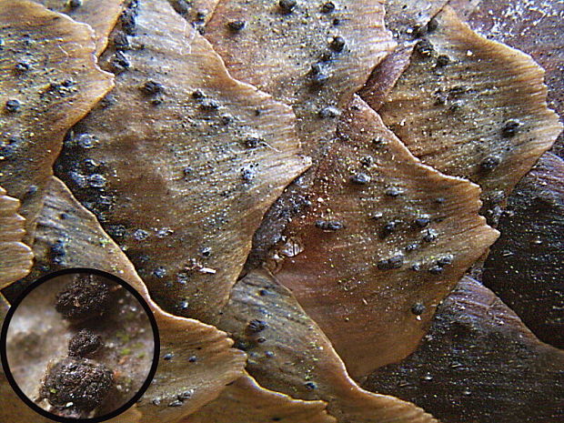 Phragmotrichum chailletii Kunze