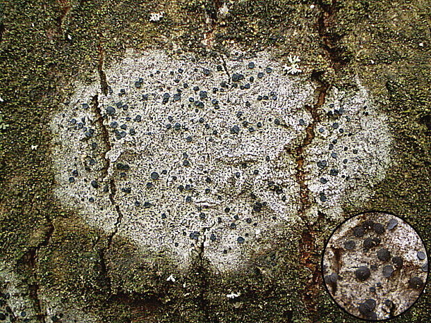 šáločka olivová Lecidella elaeochroma f. elaeochroma (Ach.) M. Choisy