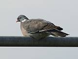 holub hrivnák-holub hřivnáč
