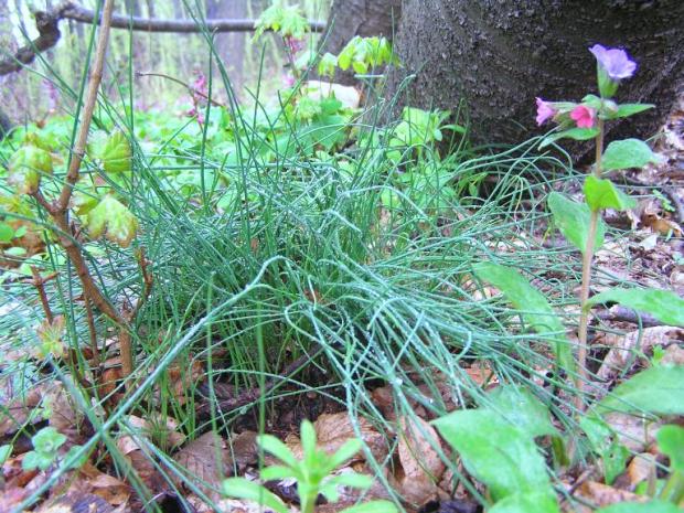 cesnak pažítkový Allium schoenoprasum L.