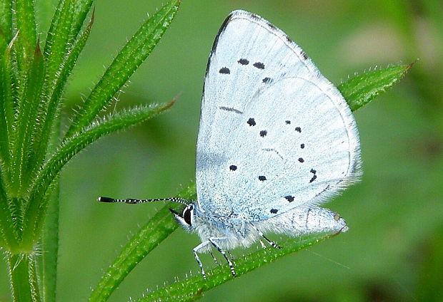 modráčik krušinový - samička  Celastrina argiolus  L., 1758