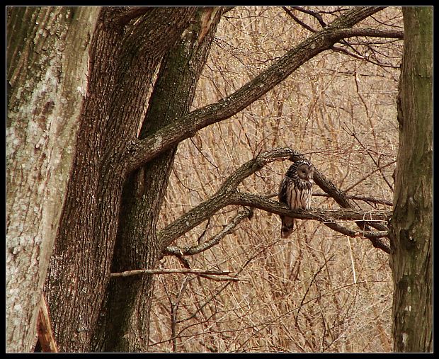 sova lesná Strix aluco