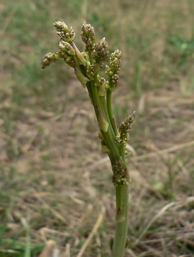asparágus lekársky - chřest lékařský Asparagus officinalis L.