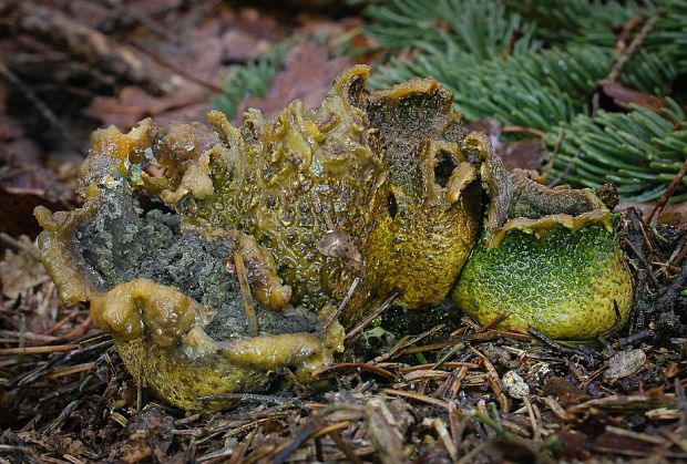pestrec Scleroderma sp.