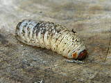 chrúst  -Larva