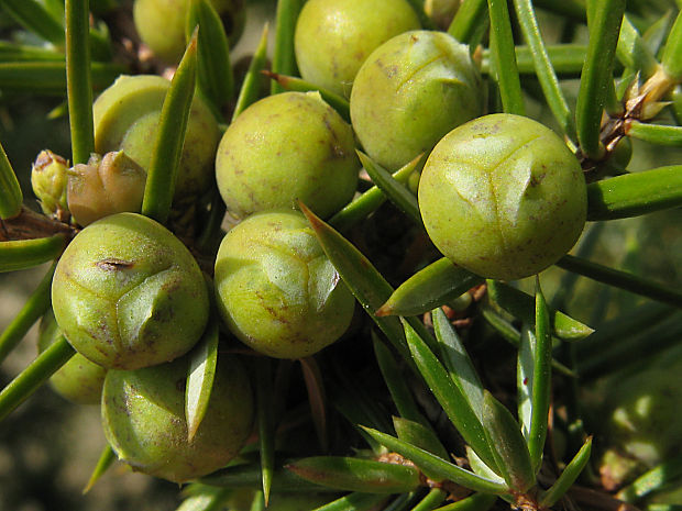borievka obyčajná/jalovec obecný pravý Juniperus communis subsp. communis