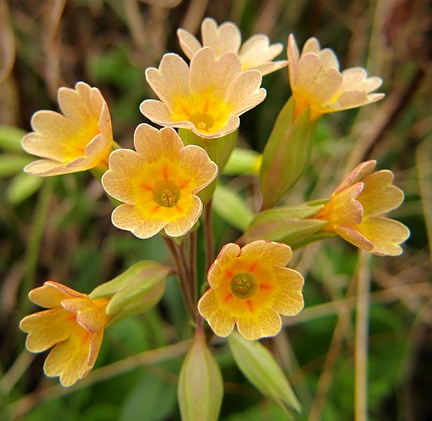 prvosienka vyššia? Primula elatior (L.) L.