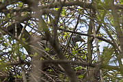 holub hrivnák