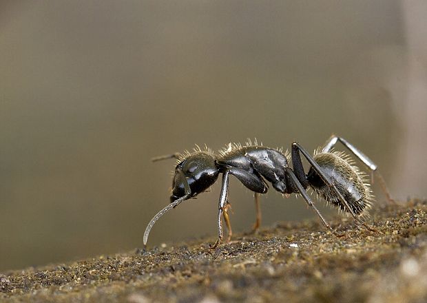 . Camponotus ligniperdus?