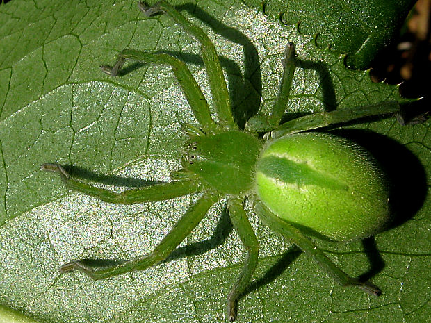 bežník zelený/maloočka smaragdová Micrommata virescens (Clerck, 1757)
