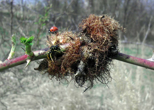 lienka sedembodková Coccinella septempunctata