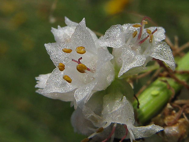 kukučina dúšková Cuscuta epithymum (L.) L.