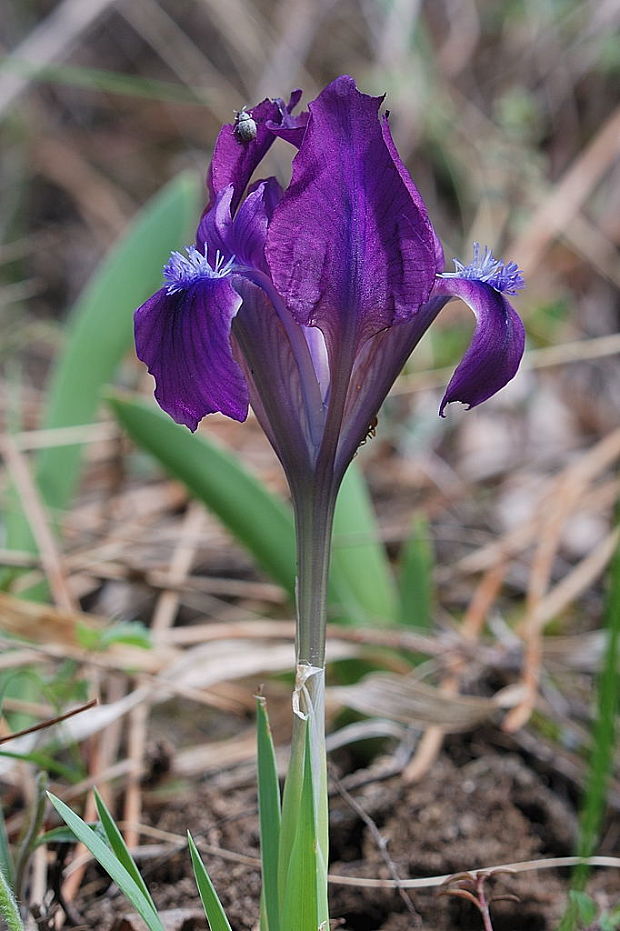 kosatec nízky   Iris pumila L.