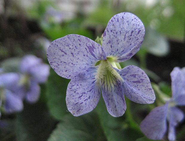 fialka pehavá tmavá (dark freckles) Viola sororia Willd.