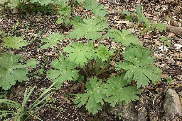 pakost lesný  ? Geranium sylvaticum L.
