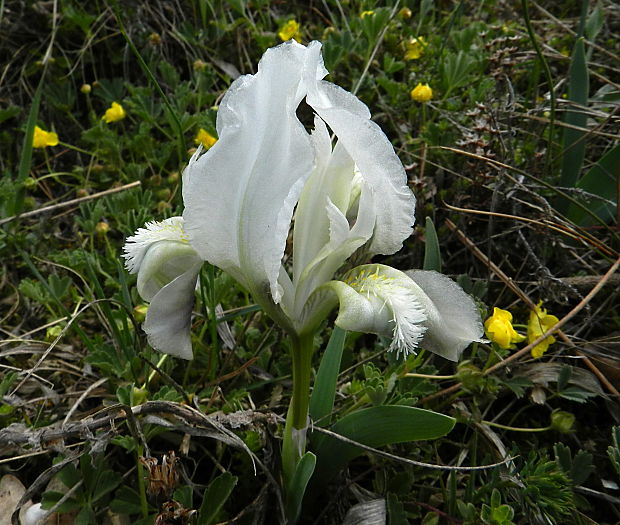 kosatec nízky-biela forma Iris pumila L.