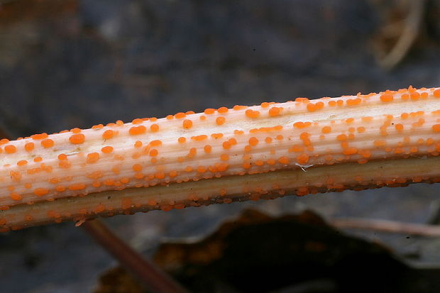 kalorka žihľavová Calloria neglecta  (Lib.) B. Hein