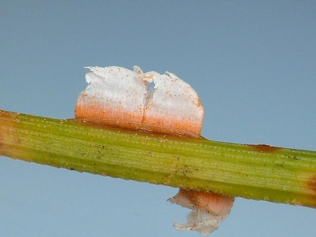 pľuzgiernička sosnová Coleosporium tussilaginis (Pers.) Lév.
