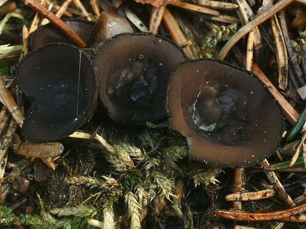 misôčka černastá Pseudoplectania nigrella (Pers.) Fuckel