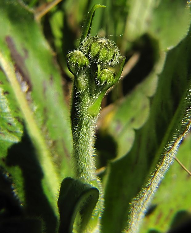 prasatnica škvrnitá Trommsdorffia maculata (L.) Bernh.