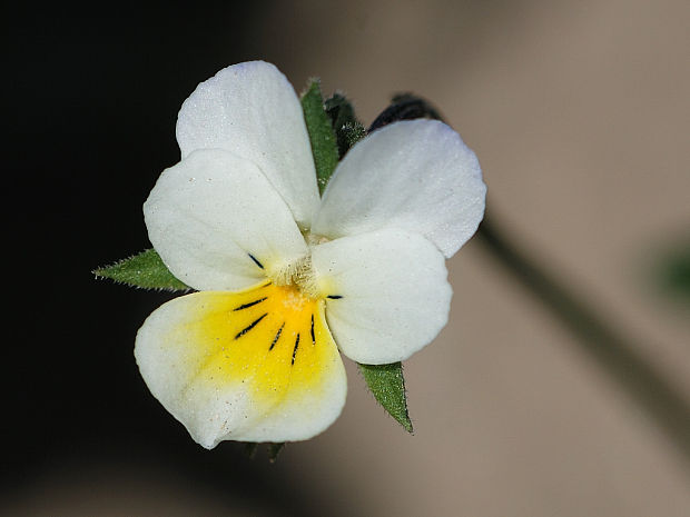 fialka roľná  Viola arvensis Murray