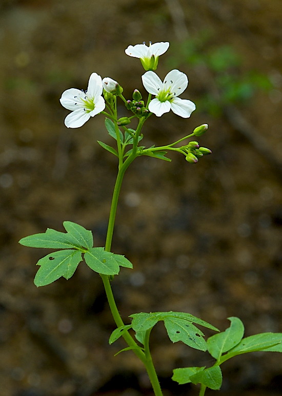 žerušnica horká pravá Cardamine amara subsp. amara