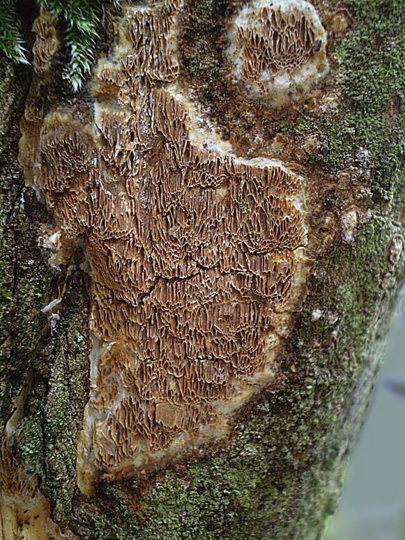 voskopórovček živicový   Resiniporus resinascens (Romell) Zmitr.