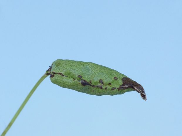 kvetnatka sadová Pasiphila rectangulata Linnaeus, 1758