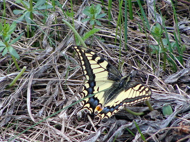 Vidlochvost feniklový  Papilio machaon