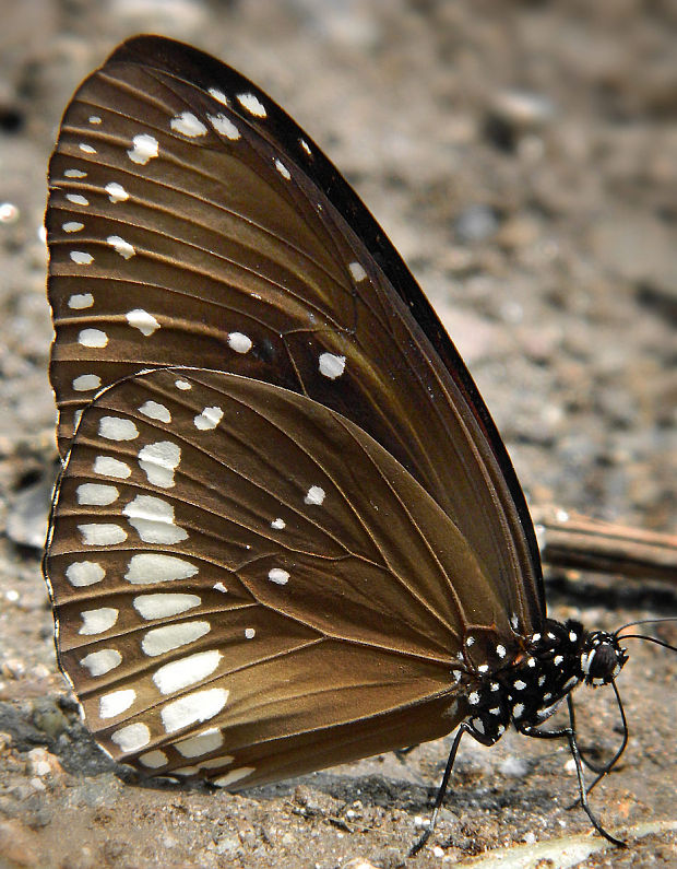 motýl Euploea core  Cramer 1780
