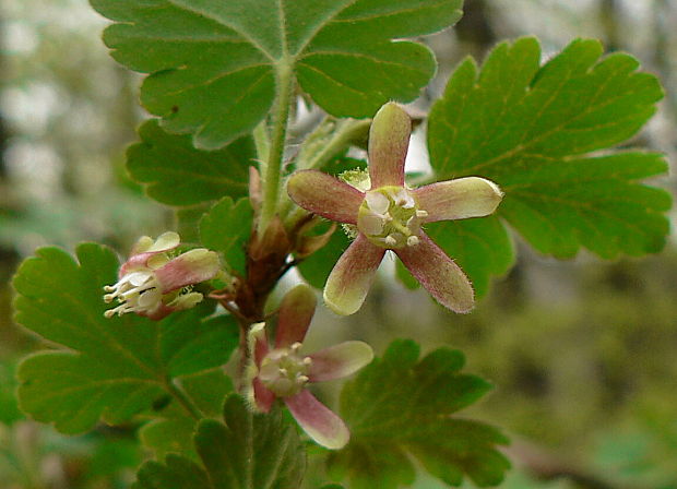 ríbezľa egrešová - meruzalka srstka Ribes uva-crispa L.