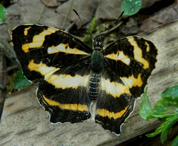 motýl Symbrenthia niphanda Moore, 1872