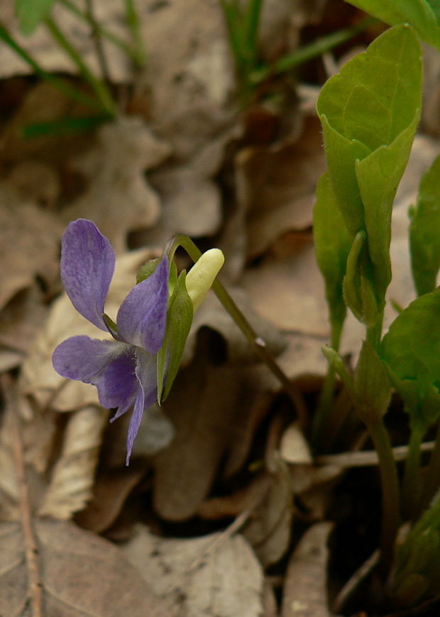 fialka rivinova - violka rivinova Viola riviniana Rchb.