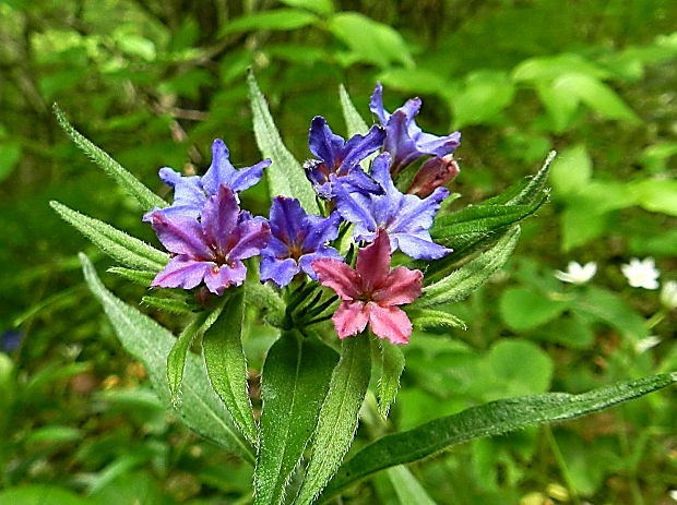 kamienka modropurpurová  Lithospermum purpurocaeruleum L.