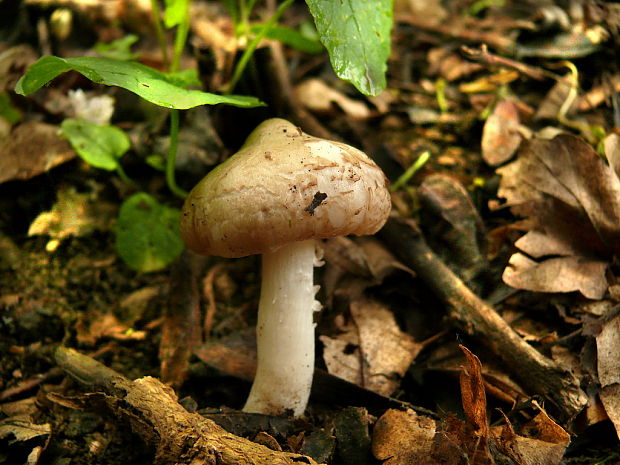 hodvábnica jarná Entoloma clypeatum (L.) P. Kumm.
